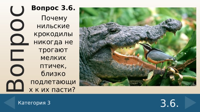 Вопросы по теме пресмыкающиеся. Внешнее строение крокодила. Строение крокодила внутреннее и внешнее. Внутреннее строение крокодилов. Крокодилы внутреннее строение крокодилов.