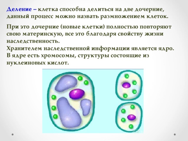 Деление – клетка способна делиться на две дочерние, данный процесс можно назвать размножением клеток.  При это дочерние (новые клетки) полностью повторяют свою материнскую, все это благодаря свойству жизни наследственность. Хранителем наследственной информации является ядро. В ядре есть хромосомы, структуры состоящие из нуклеиновых кислот.
