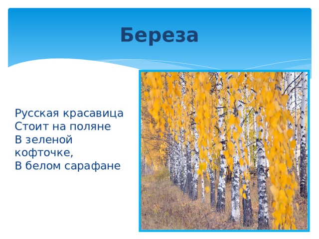 Береза Русская красавица  Стоит на поляне  В зеленой кофточке,  В белом сарафане