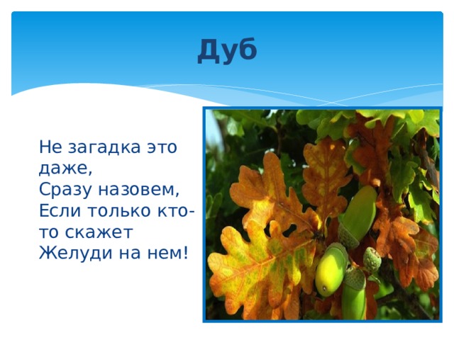 Дуб Не загадка это даже,  Сразу назовем,  Если только кто-то скажет  Желуди на нем!