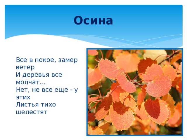 Осина Все в покое, замер ветер  И деревья все молчат...  Нет, не все еще - у этих  Листья тихо шелестят