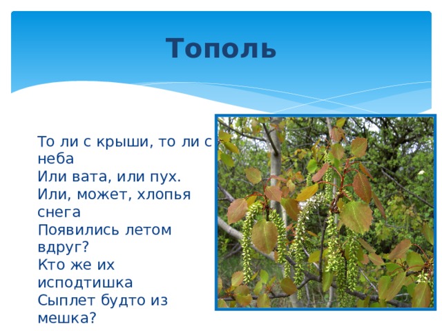 Тополь То ли с крыши, то ли с неба  Или вата, или пух.  Или, может, хлопья снега  Появились летом вдруг?  Кто же их исподтишка  Сыплет будто из мешка?