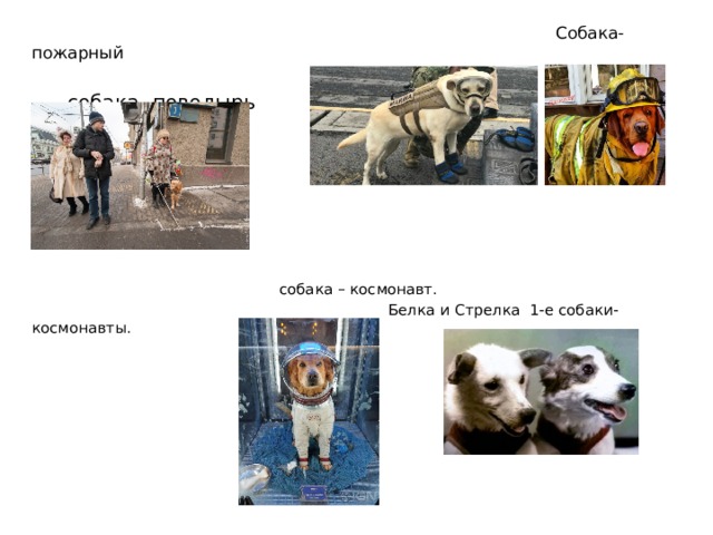 Собака- пожарный  собака- поводырь  собака – космонавт.  Белка и Стрелка 1-е собаки- космонавты.