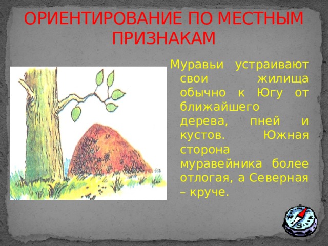 ОРИЕНТИРОВАНИЕ ПО МЕСТНЫМ ПРИЗНАКАМ Муравьи устраивают свои жилища обычно к Югу от ближайшего дерева, пней и кустов. Южная сторона муравейника более отлогая, а Северная – круче.