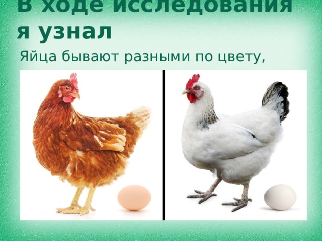 В ходе исследования я узнал Яйца бывают разными по цвету, размеру.