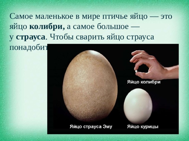 Самое маленькое в мире птичье яйцо — это яйцо колибри, а самое большое — у  страуса . Чтобы сварить яйцо страуса понадобится 2 часа.