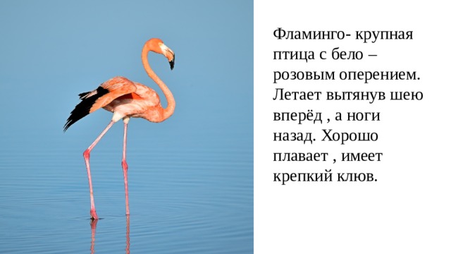 Фламинго- крупная птица с бело – розовым оперением. Летает вытянув шею вперёд , а ноги назад. Хорошо плавает , имеет крепкий клюв.