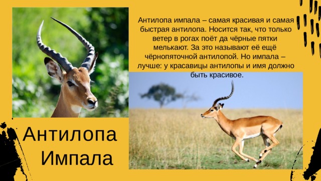 Антилопа импала – самая красивая и самая быстрая антилопа. Носится так, что только ветер в рогах поёт да чёрные пятки мелькают. За это называют её ещё чёрнопяточной антилопой. Но импала – лучше: у красавицы антилопы и имя  должно быть  красивое. Антилопа Импала