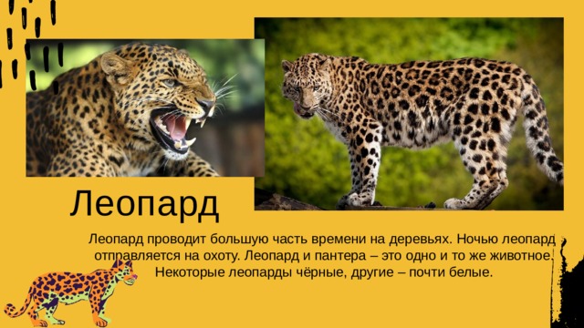 Леопард Леопард проводит большую часть времени на деревьях. Ночью леопард отправляется на охоту. Леопард и пантера – это одно и то же  животное. Некоторые леопарды чёрные, другие – почти  белые.