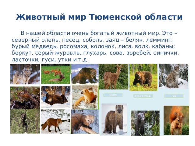 Животный мир Тюменской области  В нашей области очень богатый животный мир. Это – северный олень, песец, соболь, заяц – беляк, лемминг, бурый медведь, росомаха, колонок, лиса, волк, кабаны; беркут, серый журавль, глухарь, сова, воробей, синички, ласточки, гуси, утки и т.д .