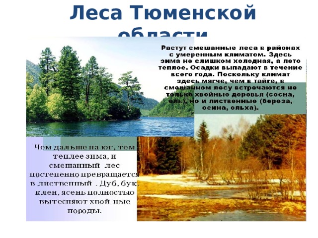 Леса Тюменской области