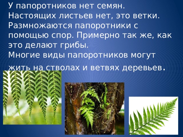 У папоротников нет семян.  Настоящих листьев нет, это ветки. Размножаются папоротники с помощью спор. Примерно так же, как это делают грибы.  Многие виды папоротников могут жить на стволах и ветвях деревьев .