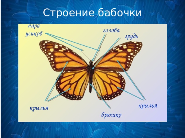 Строение бабочки