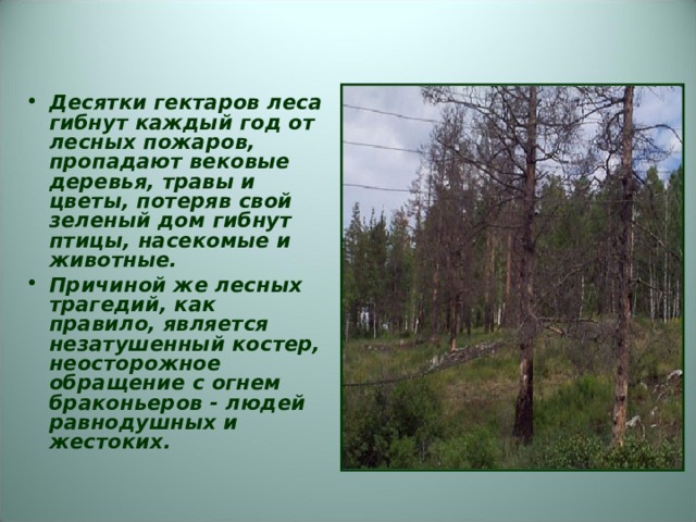 Десятки гектаров леса гибнут каждый год от лесных пожаров, пропадают вековые деревья, травы и цветы, потеряв свой зеленый дом гибнут птицы, насекомые и животные. Причиной же лесных трагедий, как правило, является незатушенный костер, неосторожное обращение с огнем браконьеров - людей равнодушных и жестоких.