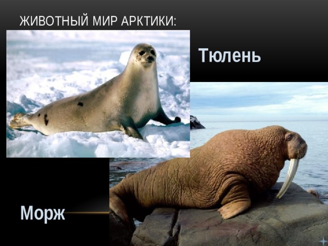Животный мир Арктики: Тюлень Морж