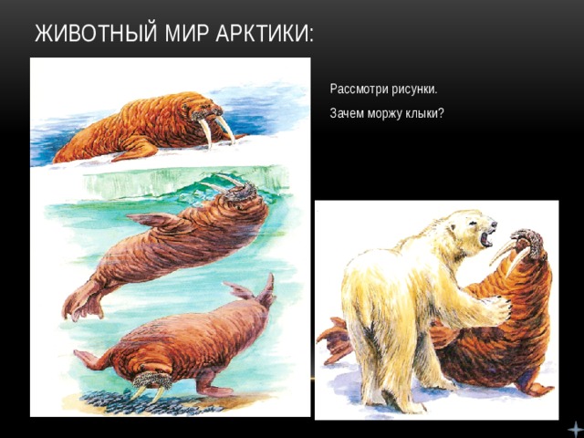 Животный мир Арктики: Рассмотри рисунки. Зачем моржу клыки?