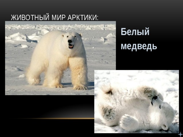 Животный мир Арктики: Белый медведь
