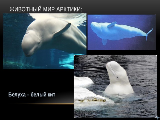 Животный мир Арктики: Белуха – белый кит