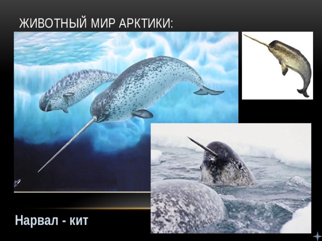 Животный мир Арктики: Нарвал - кит