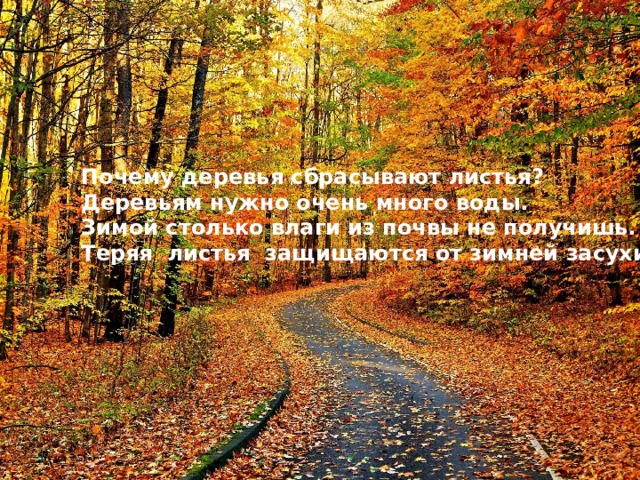 Почему деревья сбрасывают листья? Деревьям нужно очень много воды. Зимой столько влаги из почвы не получишь. Теряя листья защищаются от зимней засухи.