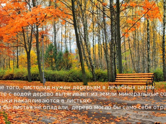 Кроме того, листопад нужен деревьям в лечебных целях. Вместе с водой дерево вытягивает из земли минеральные соли. Излишки накапливаются в листьях.  Если бы листья не опадали, дерево могло бы само себя отравить.