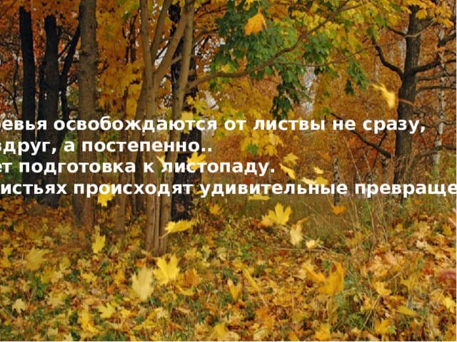 Деревья освобождаются от листвы не сразу, не вдруг, а постепенно.. Идет подготовка к листопаду.  В листьях происходят удивительные превращения .