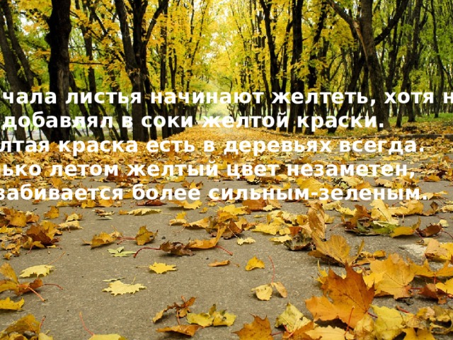 Сначала листья начинают желтеть, хотя никто  не добавлял в соки желтой краски. Желтая краска есть в деревьях всегда. Только летом желтый цвет незаметен, он забивается более сильным-зеленым.