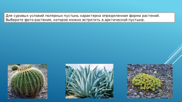 Для суровых условий полярных пустынь характерна определенная форма растений. Выберите фото растения, которое можно встретить в арктической пустыне. Неверно Неверно
