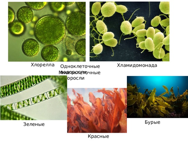 Хлорелла Хламидомонада Одноклеточные водоросли Многоклеточные водоросли Бурые Зеленые Красные