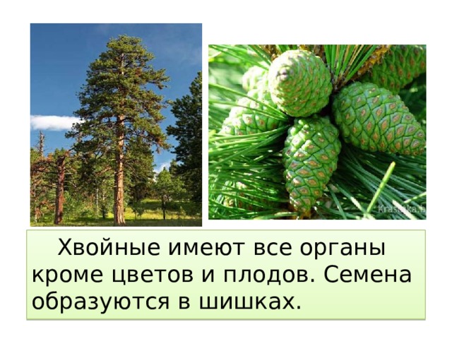 Хвойные имеют все органы кроме цветов и плодов. Семена образуются в шишках.