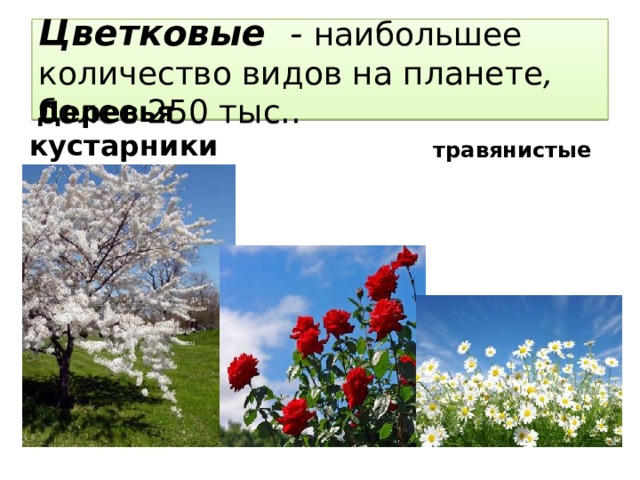 Цветковые   - наибольшее количество видов на планете , более 250 тыс..  Деревья кустарники  травянистые