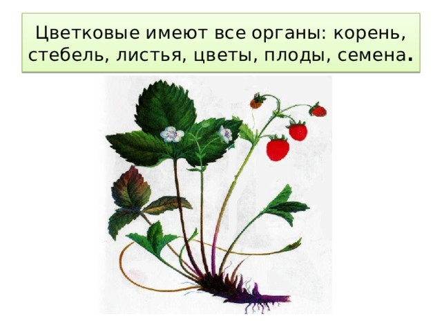 Цветковые имеют все органы: корень, стебель, листья, цветы, плоды, семена .