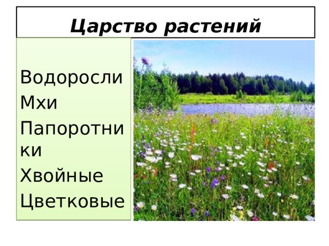 Царство растений Водоросли Мхи Папоротники Хвойные Цветковые