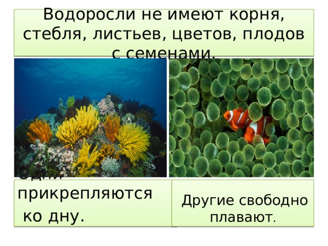 Водоросли не имеют корня, стебля, листьев, цветов, плодов с семенами.   Одни прикрепляются  Другие свободно плавают .  ко дну.