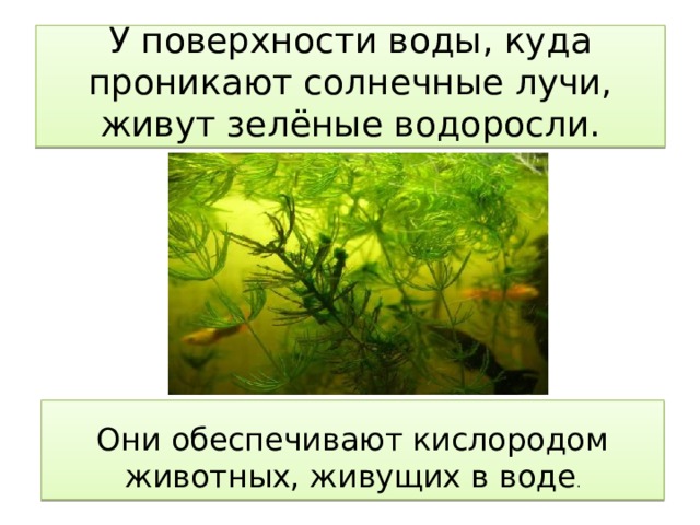 У поверхности воды, куда проникают солнечные лучи, живут зелёные водоросли. Они обеспечивают кислородом животных, живущих в воде .