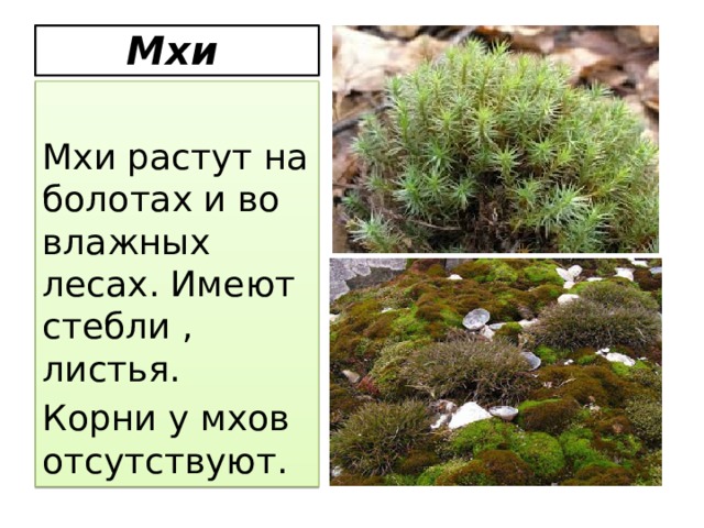 Мхи  Мхи растут на болотах и во влажных лесах. Имеют стебли , листья. Корни у мхов отсутствуют.