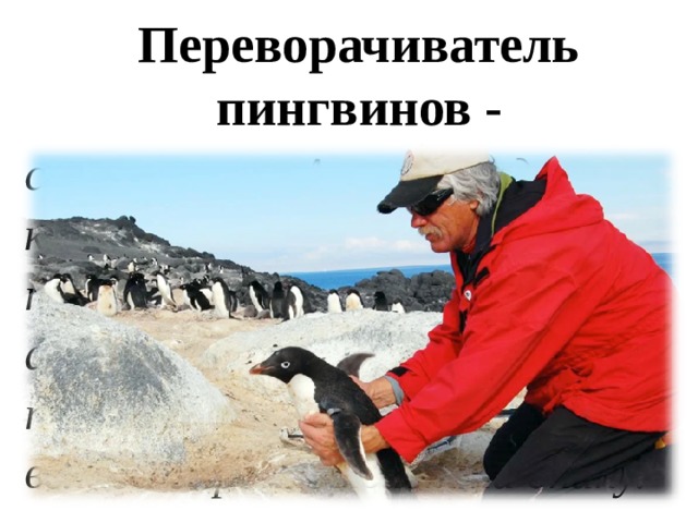 Переворачиватель пингвинов - специалист в Антарктиде, который после взлёта или посадки самолёта ходит вокруг аэродрома и ставит на ноги пингвинов, которых звуковой волной опрокидывает на спину.