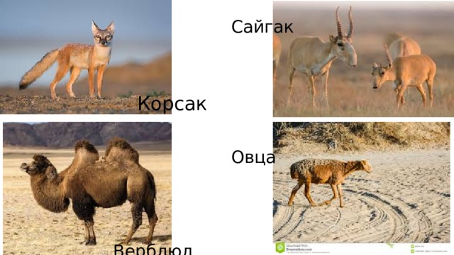 Сайгак Корсак Овца Верблюд