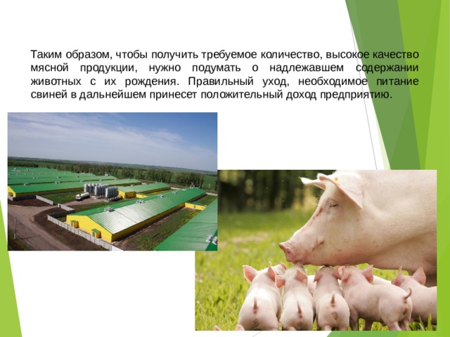 Таким образом, чтобы получить требуемое количество, высокое качество мясной продукции, нужно подумать о надлежавшем содержании животных с их рождения. Правильный уход, необходимое питание свиней в дальнейшем принесет положительный доход предприятию.