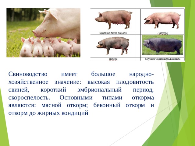 Свиноводство имеет большое народно-хозяйственное значение: высокая плодовитость свиней, короткий эмбриональный период, скороспелость. Основными типами откорма являются: мясной откорм; беконный откорм и откорм до жирных кондиций