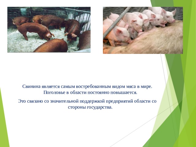 Свинина является самым востребованным видом мяса в мире. Поголовье в области постоянно повышается. Это связано со значительной поддержкой предприятий области со стороны государства.