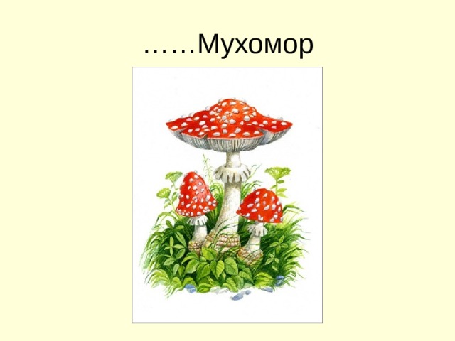 …… Мухомор