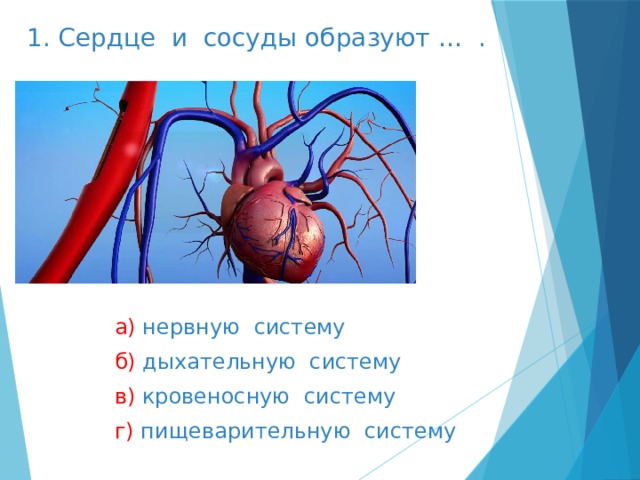 1. Сердце и сосуды образуют … . а) нервную систему б) дыхательную систему в) кровеносную систему г) пищеварительную систему