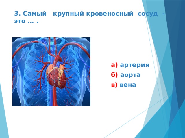 3. Самый крупный кровеносный сосуд - это … . а)  артерия  б)  аорта в)  вена