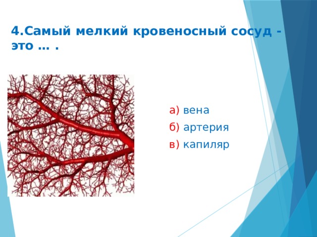 4.Самый мелкий кровеносный сосуд - это … . а) вена б) артерия в) капиляр
