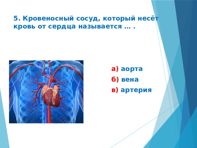 5. Кровеносный сосуд, который несёт кровь от сердца называется … .  а) аорта  б) вена  в) артерия