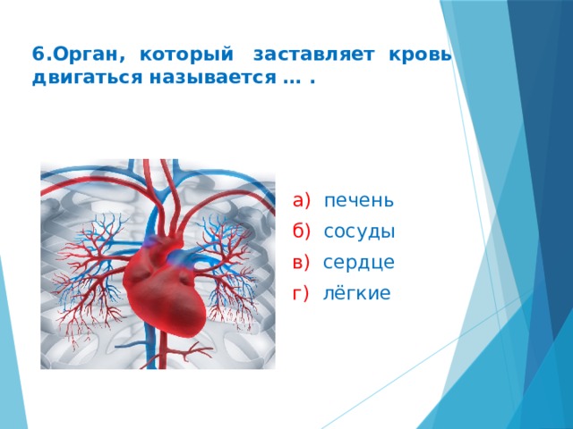 6.Орган, который заставляет кровь двигаться называется … . а) печень б) сосуды в) сердце г) лёгкие
