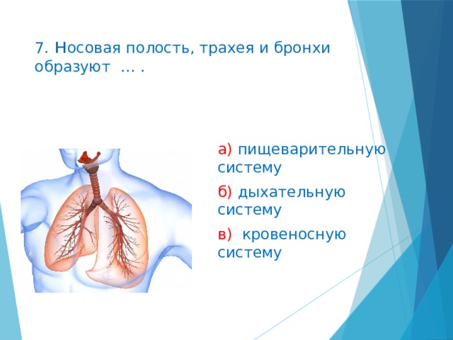 7. н осовая полость, трахея и бронхи образуют … . а) пищеварительную систему б) дыхательную систему в) кровеносную систему