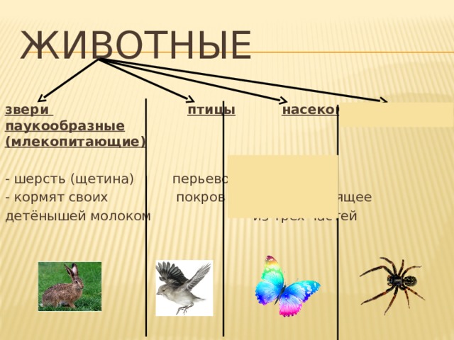 ЖИВОТНЫЕ звери  птицы  насекомые  паукообразные (млекопитающие) - шерсть (щетина) перьевой - 6 ног - кормят своих покров - тело, состоящее детёнышей молоком из трех частей
