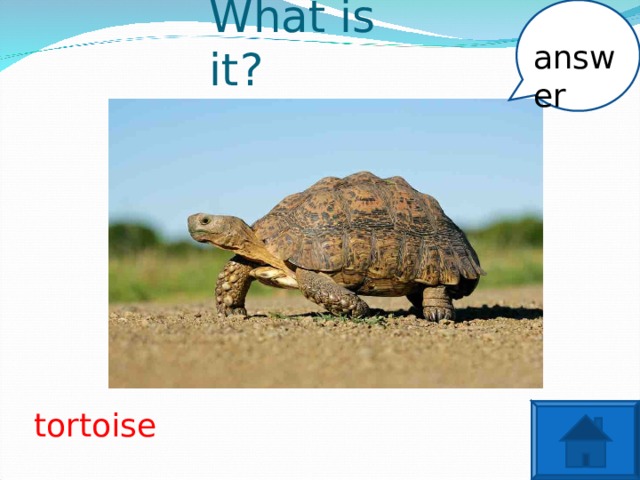 answer What is it? tortoise
